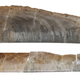 The stalagmites from Hulu Cave, with sampling etch marks.